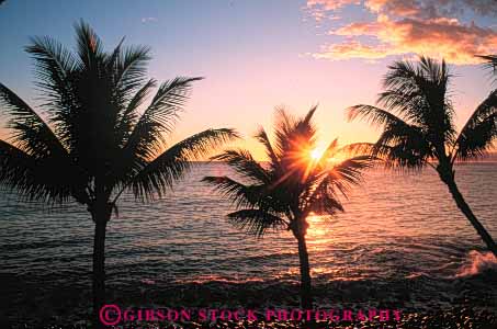 Stock Photo #7288: keywords -  coast coastal dawn dusk hawaii horz landscape mood moody nature ocean orange palm scenery scenic shore shoreline silhouette sun sunrise sunset trees warm water