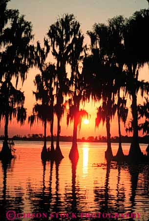 Stock Photo #7297: keywords -  aquatic climate cloud clouds cypress dawn dusk eloise florida lake landscape mood moody mountains nature orange pond reflect reflecting reflection scenery scenic silhouette silhouettes sun sunrise sunset tree trees vert warm water weather