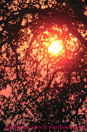 Stock Photo #7298: keywords -  branch branches climate dawn dusk landscape limb limbs mood moody nature plant scenery scenic silhouette sun sunrise sunset tree trees vert warm weather