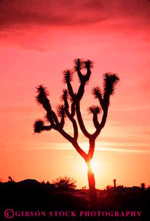 Stock Photo #7299: keywords -  cactus california climate dawn desert dusk joshua landscape mood moody national nature park scenery scenic silhouette silhouettes sun sunrise sunset tree vert warm weather