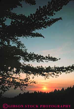 Stock Photo #7300: keywords -  climate cloud clouds dawn dusk landscape mood moody nature pine scenery scenic silhouette silhouettes sun sunrise sunset tree vert warm weather