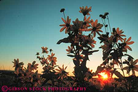 Stock Photo #7302: keywords -  canyonlands climate dawn desert dusk flower horz landscape mood moody national nature park plant plants scenery scenic silhouette silhouettes sun sunflower sunflowers sunrise sunset utah warm weather wild wildflower