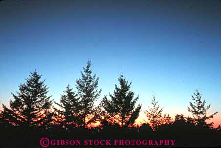 Stock Photo #7303: keywords - climate conifer conifers dawn dusk evergreen forest horz landscape mood moody nature pine scenery scenic silhouette silhouettes sun sunrise sunset tree trees warm weather