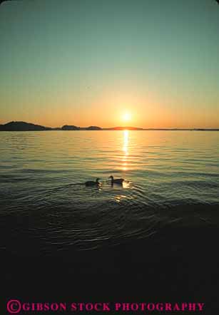Stock Photo #7305: keywords - animal animals bird birds climate dawn duck ducks dusk georgia lake landscape lanier mood moody nature pair pond scenery scenic sun sunrise sunset two vert warm water weather