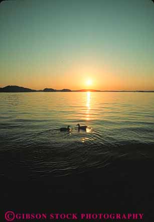 Stock Photo #7305: keywords -  animal animals bird birds climate dawn duck ducks dusk georgia lake landscape lanier mood moody nature pair pond scenery scenic sun sunrise sunset two vert warm water weather