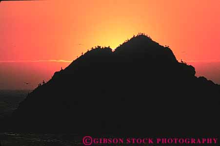 Stock Photo #7306: keywords -  animal animals bird climate coast coastal cormorant cormorants dawn dusk horz landscape marine mood moody nature ocean orange pelican pelicans rock roosting scenery scenic sea shore shoreline silhouette silhouettes sun sunrise sunset warm weather