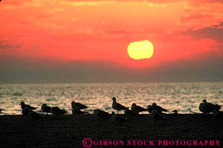 Stock Photo #7307: keywords -  bear calm climate dawn dunes dusk gull gulls horz lake lakeshore landscape michigan mood moody national nature peaceful quiet roost roosting scenery scenic sea silhouette silhouettes sleeping sun sunrise sunset warm water weather