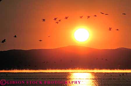 Stock Photo #7308: keywords -  airborne animal animals bird birds california climate dawn dusk flight flock fly flying geese goose group horz lake landscape mood moody move moving national nature orange reflect reflecting reflection reflects refuge scenery scenic silhouette silhouettes sun sunrise sunset tule warm weather wildlife