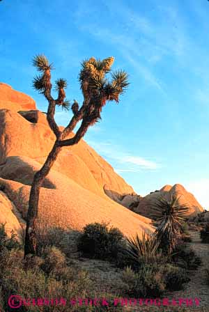 Stock Photo #7358: keywords -  arid bright california climate climatology desert desiccate dried dry drying dryness environment evaporate habitat hot joshua landscape mojave monument national nature parch parched plant plants sandstone sunny tree vegetation vert warm waterless xeric