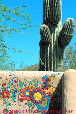 Stock Photo #7359: keywords - adobe arid arizona art bright cactus climate climatology color colorful decorate decorated decorative desert desiccate design dried dry drying dryness environment evaporate habitat hot landscape nature paint painted painting parch parched plant plants saguaro scottsdale sonoran sunny vegetation vert wall warm waterless xeric