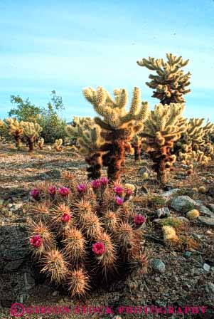 Stock Photo #7360: keywords -  arid bright cactus california cholla climate climatology desert desiccate dried dry drying dryness environment evaporate flower flowering habitat hedgehog hot joshua landscape mojave monument national nature parch parched plant plants sunny tree vegetation vert warm waterless wildflower wildflowers xeric