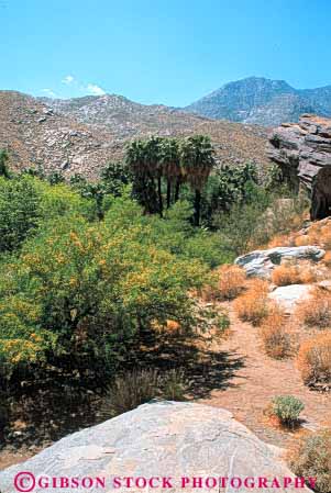 Stock Photo #7362: keywords -  andreas arid bright california canyon climate climatology desert desiccate dried dry drying dryness environment evaporate habitat hot landscape mojave nature oasis palm palms parch parched plant plants springs sunny tree trees vegetation vert warm waterless xeric