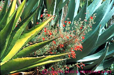 Stock Photo #7364: keywords -  agave and arid bright california climate climatology desert desiccate dried dry drying dryness environment evaporate flowers habitat horz hot landscape mojave nature parch parched plant plants succulent sunny vegetation warm waterless xeric zauschnerua