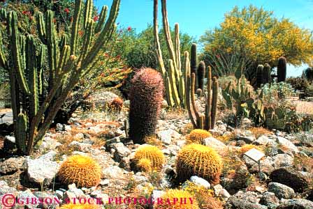 Stock Photo #7365: keywords -  arid bright cacti cactus california climate climatology desert desiccate dried dry drying dryness environment evaporate habitat horz hot landscape living mojave nature palm palo parch parched plant plants springs sunny verde warm waterless xeric