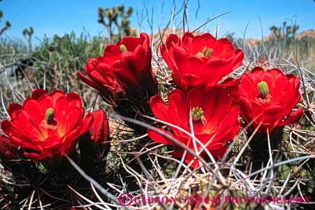 Stock Photo #7367: keywords -  arid blossom blossoming blossoms bright cactus california climate climatology close desert desiccate dried dry drying dryness environment evaporate flower flowering flowers habitat horz hot joshua landscape mojave mound national nature parch parched park plant plants red spring sunny tree up vegetation warm waterless xeric