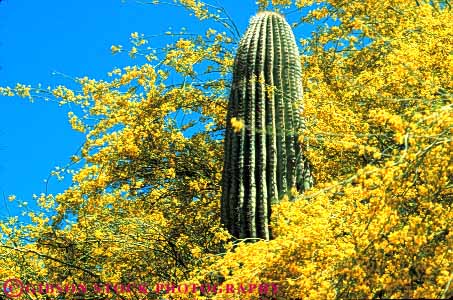 Stock Photo #7369: keywords -  arid arizona bright cactus climate climatology desert desiccate dried dry drying dryness environment evaporate flower flowering flowers habitat horz hot landscape nature palo parch parched plant plants saguaro scottsdale sonoran sunny vegetation verde warm waterless xeric yellow