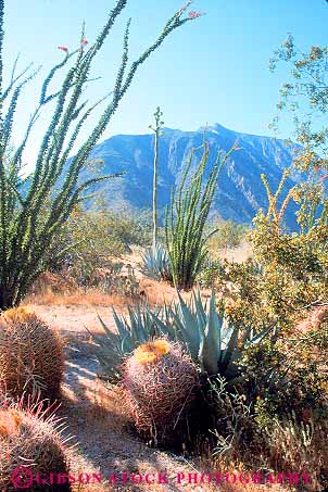 Stock Photo #11563: keywords -  agave anza arid assorted borrego cacti cactus california climate climatology desert deserts dry environment environments fishhook habitat habitats hot landscape landscapes mojave nature ocotillo park parks plant plants preserve protected scenery scenic species state vert