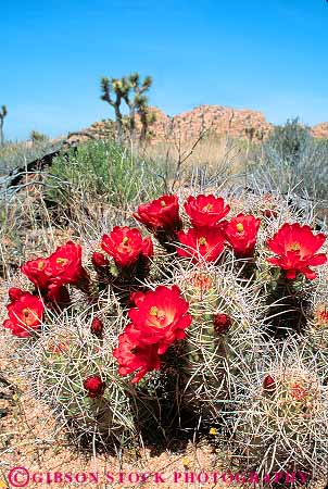 Stock Photo #11564: keywords -  arid blossom blossoming cacti cactus california climate climatology desert deserts dry environment environments flower flowering flowers habitat habitats hot joshua landscape landscapes mojave mound national nature park parks plant plants preserve protected red scenery scenic tree vert