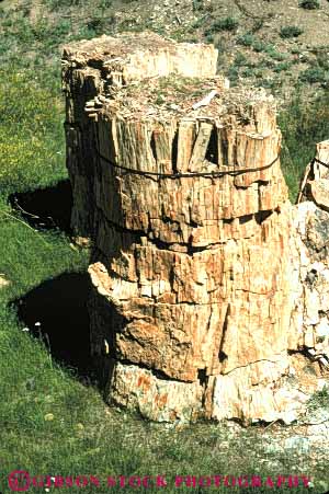 Stock Photo #7393: keywords -  beds colorado dated florissant formation fossil fossilized fossils geologic geological geology mineralized national old paleontology park petrification petrified prehistoric rock stone stump tree trees vert wood