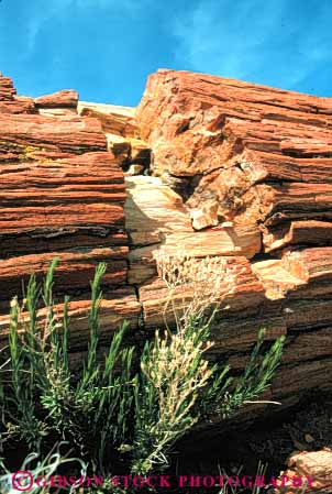 Stock Photo #7396: keywords - arizona dated forest formation fossil fossilized fossils geologic geological geology mineralized national old paleontology park petrification petrified prehistoric rock stone tree trees vert wood