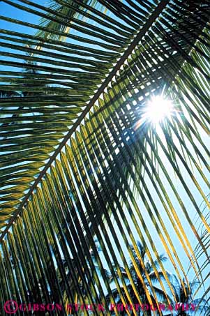 Stock Photo #7398: keywords -  abstract abstraction abstracts branch bright burst celestial leaf leaves light palm pattern plant plants sky solar star sun sunny sunshine tree trees vert