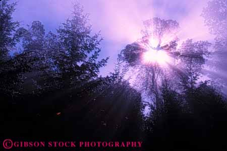 Stock Photo #7404: keywords - abstract abstraction abstracts bright burst celestial cloud clouds fog foggy horz light misty mood moody purple sky solar star streaks sun sunny sunshine trees