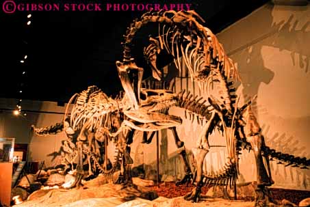 Stock Photo #7429: keywords -  allosaurus angeles animal artifact bone bones california dinosaur earth environment formation fossil fossilized fossils geologic geological geology history horz los museum natural nature old paleontology prehistoric preserve preserved primitive remains rock rocks science scientific sediment sedimentary skeleton strata stratum zoology