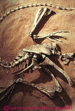 Stock Photo #7430: keywords - animal artifact bone bones dilophasaurus dinosaur dinosaurs earth environment formation fossil fossilized fossils geologic geological geology hip nature old paleontology prehistoric preserve preserved primitive remains rock rocks science scientific sediment sedimentary skeleton strata stratum structure vert zoology