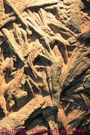 Stock Photo #7432: keywords - animal artifact bone bones burrows earth environment formation fossil fossilized fossils geologic geological geology nature old paleontology prehistoric preserve preserved primitive remains rock rocks science scientific sediment sedimentary skeleton strata stratum vert worm zoology