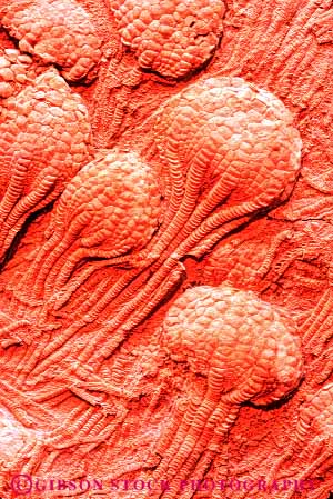 Stock Photo #7434: keywords - animal artifact bone bones crinoid crinoids earth environment formation fossil fossilized fossils geologic geological geology marine nature old paleontology prehistoric preserve preserved primitive remains rock rocks science scientific sediment sedimentary skeleton strata stratum vert zoology
