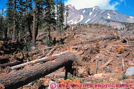 Stock Photo #7463: keywords -  avalanche broken calrifornia conifer damage damaged destroy destruction disaster down ecology environment evolution fir forest habitat horz impact impacted impacting knocked landscape mt natural nature pine plant remains scenery scenic shasta snow storm succession tree trees winter