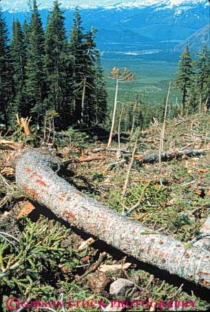 Stock Photo #7464: keywords -  avalanche broken california conifer damage damaged destroy destruction disaster down ecology environment evolution fir forest habitat impact impacted impacting knocked landscape mt natural nature pine plant remains scenery scenic shasta snow storm succession tree trees vert winter
