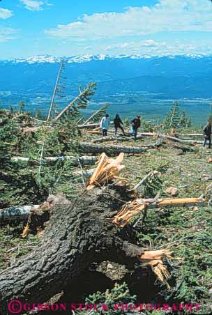 Stock Photo #7465: keywords -  avalanche broken california conifer damage damaged destroy destruction disaster down ecologist ecologists ecology environment evolution examine fir forest habitat hike hikers impact impacted impacting knocked landscape mt natural naturalist naturalists nature people pine plant remains scenery scenic scientist scientists shasta snow storm study succession tree trees vert winter