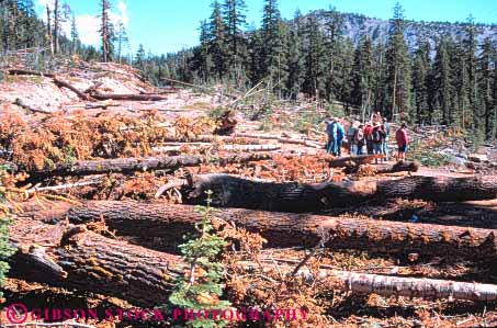 Stock Photo #7466: keywords -  avalanche broken california conifer damage damaged destroy destruction disaster down ecologist ecologists ecology environment evolution examine fir forest habitat hike hikers horz impact impacted impacting knocked landscape mt natural naturalist naturalists nature people pine plant remains scenery scenic scientist scientists shasta snow storm study succession tree trees winter