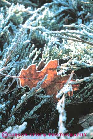 Stock Photo #6958: keywords -  chill chilly close cold crystal crystals delicate environment freeze freezing frost frozen ice icy nature pattern plants up vert water weather winter