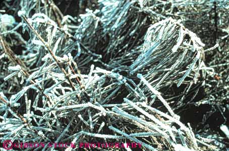 Stock Photo #6959: keywords - chill chilly close cold crystal crystals delicate environment freeze freezing frost frozen horz ice icy nature pattern plant up water weather winter