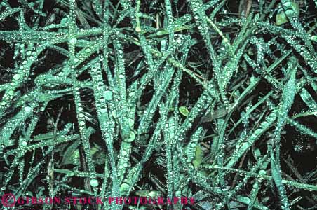 Stock Photo #6962: keywords - condensate condensation condense condensed dew drip drips drop droplet droplets drops environment freshwater glisten glistening glistens grass horz mist nature spray water weather