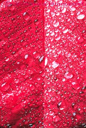 Stock Photo #6963: keywords -  bright color condensate condensation condense condensed dew drip drips drop droplet droplets drops environment freshwater glisten glistening glistens leaf mist nature red spray vert water weather