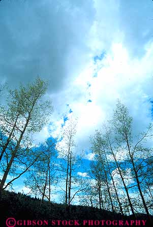 Stock Photo #13836: keywords - aspen canon city climate cloud clouds colorado condensate condense condensed condenses condensing moisture mountain mountains region rocky sky storm trees vapor vert water weather