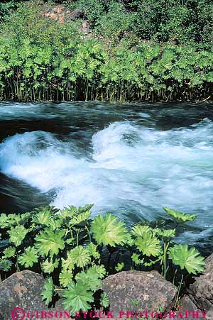 Stock Photo #13842: keywords - california clean creek creeks downhill downstream flow flowing flows freshwater grow growing grows in indian landscape mccloud nature pure rapid rapids river rivers rubard scenery scenic stream streams vert water wild wilderness wildflower wildflowers