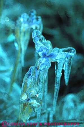 Stock Photo #7057: keywords -  around chill chilly cold environment flower freeze freezing frozen ice icy iris nature snow vert water wet winter