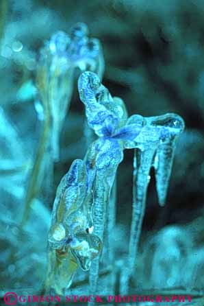 Stock Photo #7057: keywords - around chill chilly cold environment flower freeze freezing frozen ice icy iris nature snow vert water wet winter