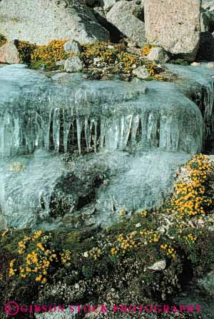 Stock Photo #7059: keywords - chill chilly cold environment flowers freeze freezing frozen ice icicles icy in nature season snow vert water wet winter