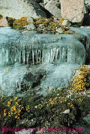 Stock Photo #7059: keywords -  chill chilly cold environment flowers freeze freezing frozen ice icicles icy in nature season snow vert water wet winter