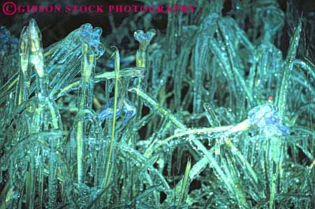 Stock Photo #7062: keywords -  around chill chilly cold environment freeze freezing frozen horz ice icy nature plants snow water wet winter