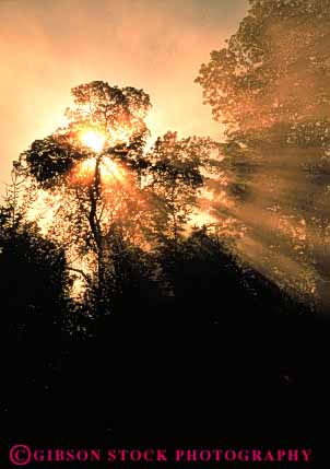 Stock Photo #3479: keywords -  california cloud dawn environment fog forest moisture nature outdoor pattern quiet scenery scenic solitude streak sun sunshine tree vert wild wilderness