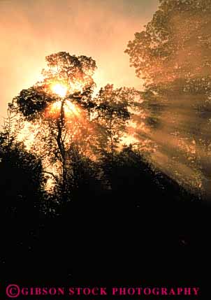 Stock Photo #3479: keywords - california cloud dawn environment fog forest moisture nature outdoor pattern quiet scenery scenic solitude streak sun sunshine tree vert wild wilderness
