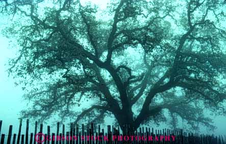 Stock Photo #7082: keywords - abstract abstraction abstracts branch branching chill chilly climate cloud clouds condense condensed condenses condensing cool dew environment fog foggy gray horz humid humidity mist misty moisture mood moody nature oak pattern reduced silhouette tree trees vapor visibility water weather wet