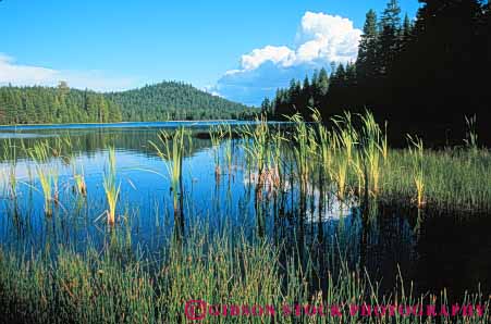 Stock Photo #7092: keywords -  aquatic beautiful beauty california calm cattail cattails clean clear cloud environment freshwater horz juanita lake landscape nature peaceful plant plants pond pretty pristine pure quiet remote runoff scenery scenic solitude still summer vegetation water wet wild wilderness