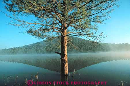 Stock Photo #7095: keywords -  arizona beautiful beauty calm center clean clear environment freshwater horz impound in kabab lake landscape middle nature peaceful pine pond pretty pristine pure quiet reflect reflecting reflection reflects remote reservoir runoff scenery scenic solitary solitude still summer tree trees water wet wild wilderness